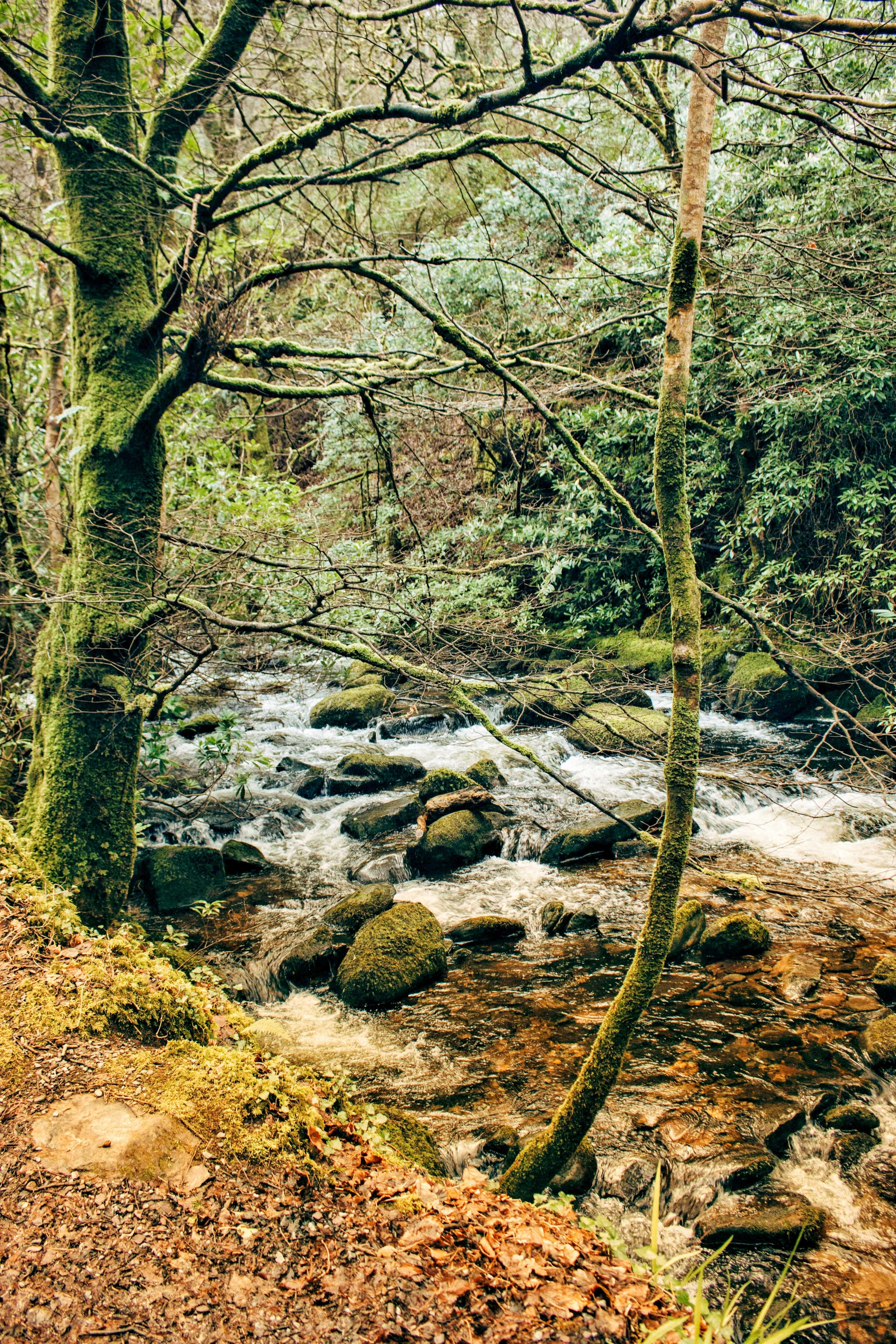 Woodsy/Earthy